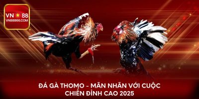 Đá Gà Thomo - Mãn nhãn với cuộc chiến đỉnh cao 2025